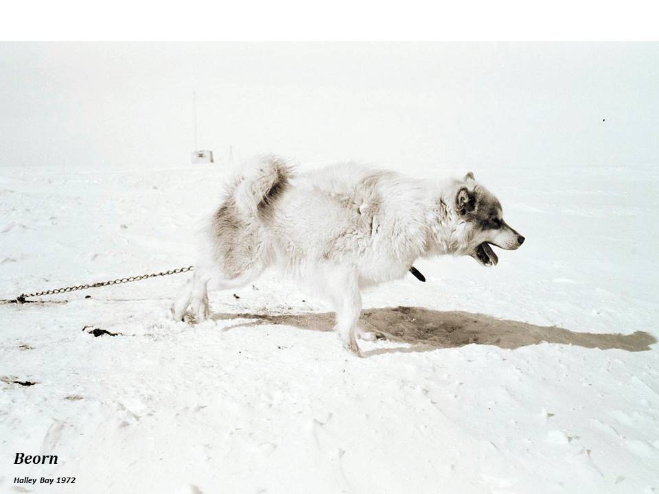 Beorn